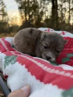 Blu, a male Pomeranian for sale in Midville, GA – Photo 5 of 9