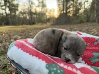 Blu, a male Pomeranian for sale in Midville, GA – Photo 6 of 9