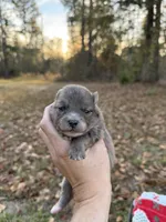 Blu, a male Pomeranian for sale in Midville, GA – Photo 9 of 9