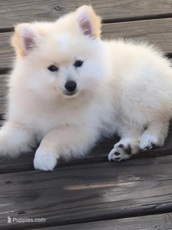 Cooper – Pomeranian puppy for sale in Midville, GA