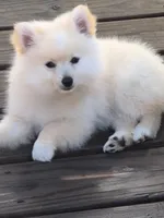 Cooper, a male Pomeranian for sale in Midville, GA – 3 of 7
