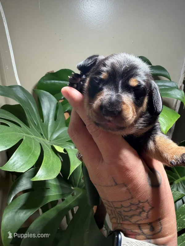 Black beard – Miniature Dachshund puppy for sale in Midville, GA