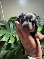 Black beard, a male Miniature Dachshund for sale in Midville, GA – 1 of 2