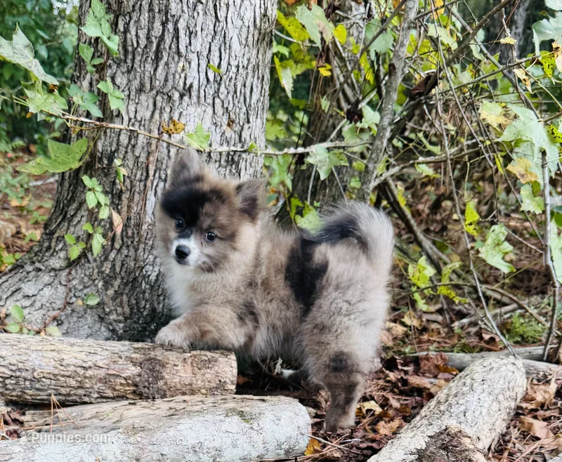 Jelly Bean – Pomeranian puppy for sale in Midville, GA