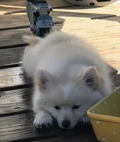 Cooper, a male Pomeranian for sale in Midville, GA – 2 of 7