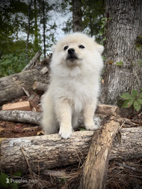Cooper – Pomeranian puppy for sale in Midville, GA