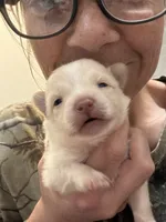 Baby, a female Pomeranian for sale in Midville, GA – Photo 1 of 5