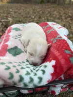 Baby, a female Pomeranian for sale in Midville, GA – Photo 4 of 5