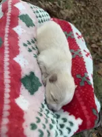 Baby, a female Pomeranian for sale in Midville, GA – Photo 5 of 5