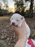 Baby, a female Pomeranian for sale in Midville, GA – Photo 2 of 5