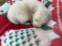 Baby, a female Pomeranian for sale in Midville, GA – Photo 3 of 5