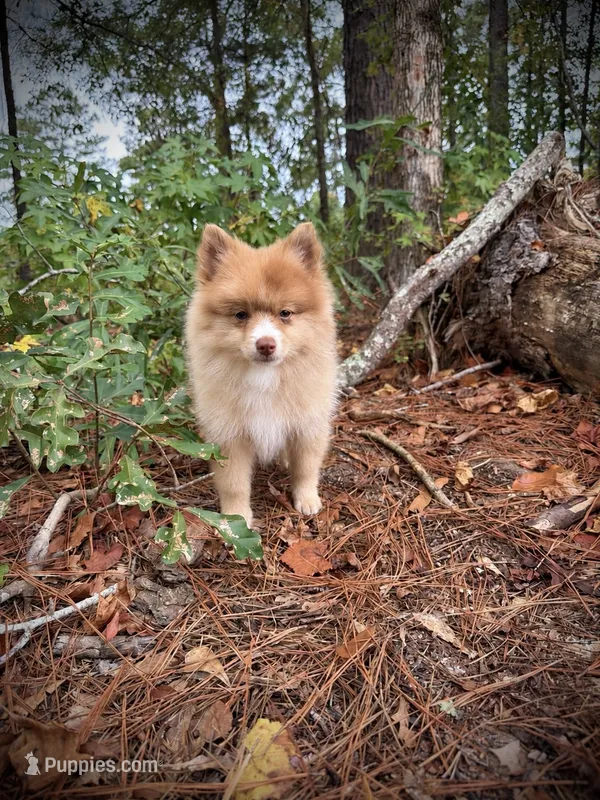 Cello – Pomeranian puppy for sale in Midville, GA
