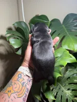 Black beard, a male Miniature Dachshund for sale in Midville, GA – 2 of 2