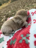 Callie, a female Pomeranian for sale in Midville, GA – Photo 1 of 5