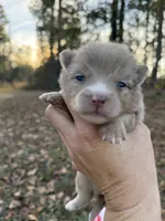 Callie, a female Pomeranian for sale in Midville, GA – Photo 2 of 5