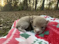 Callie, a female Pomeranian for sale in Midville, GA – Photo 5 of 5