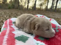 Callie, a female Pomeranian for sale in Midville, GA – Photo 4 of 5