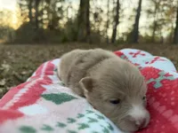 Callie, a female Pomeranian for sale in Midville, GA – Photo 3 of 5