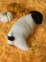 Horton Who, a male Jack Russell Terrier for sale in Concord, NC – Photo 8 of 10