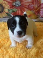 Horton Who, a male Jack Russell Terrier for sale in Concord, NC – Photo 4 of 10