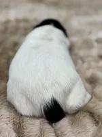 Horton Who, a male Jack Russell Terrier for sale in Concord, NC – Photo 10 of 10