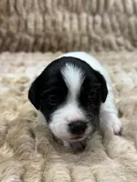 Horton Who, a male Jack Russell Terrier for sale in Concord, NC – Photo 9 of 10