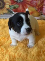 Horton Who, a male Jack Russell Terrier for sale in Concord, NC – Photo 2 of 10