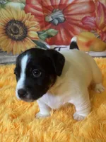 Horton Who, a male Jack Russell Terrier for sale in Concord, NC – Photo 6 of 10