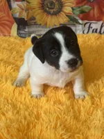 Horton Who, a male Jack Russell Terrier for sale in Concord, NC – Photo 1 of 10