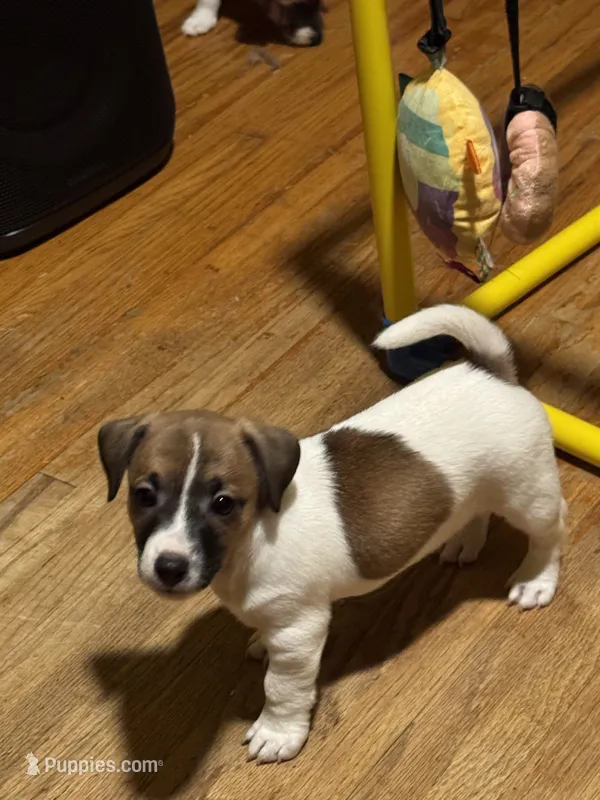 Holden – Jack Russell Terrier puppy for sale in Concord, NC