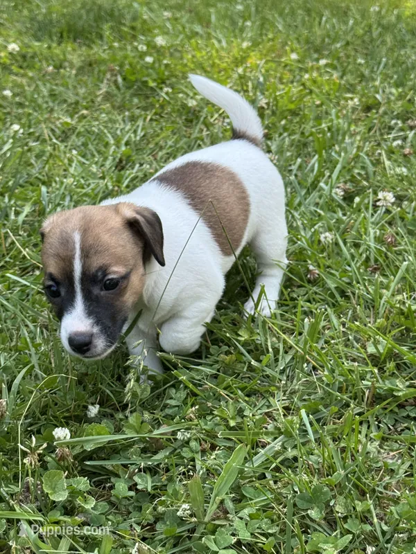 Holden – Jack Russell Terrier puppy for sale in Concord, NC
