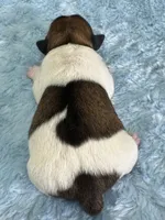 Phelan, a male Jack Russell Terrier for sale in Concord, NC – Photo 2 of 2