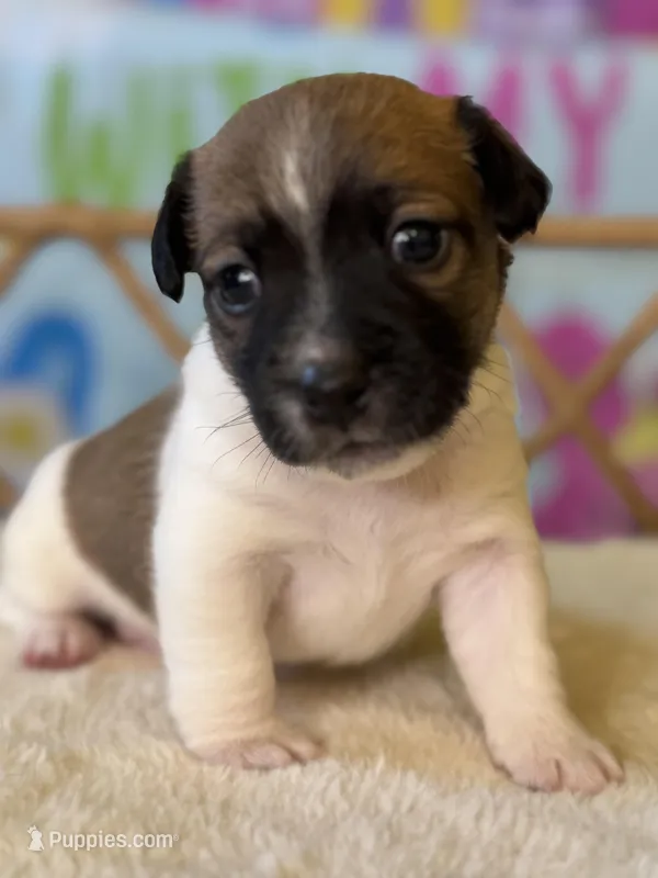 Phelan – Jack Russell Terrier puppy for sale in Concord, NC