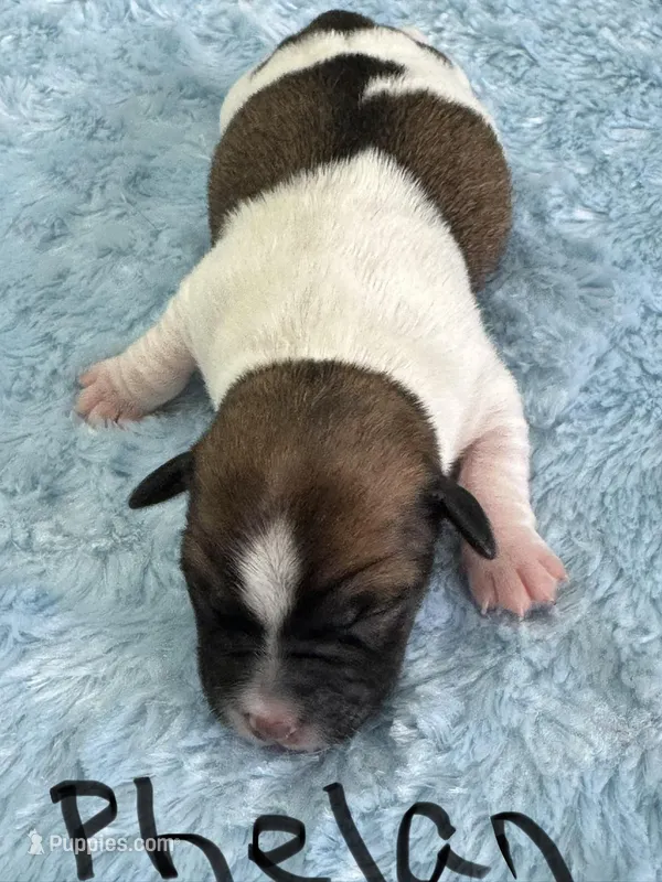Phelan – Jack Russell Terrier puppy for sale in Concord, NC