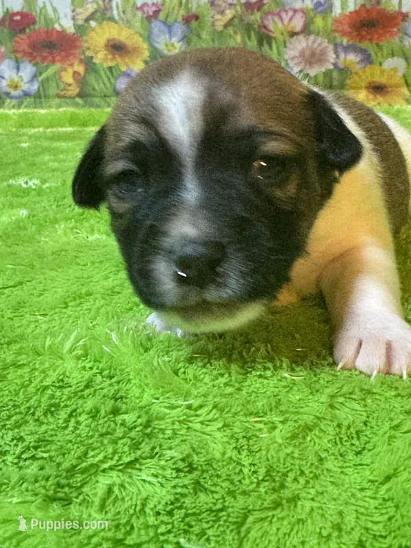 Phelan – Jack Russell Terrier puppy for sale in Concord, NC