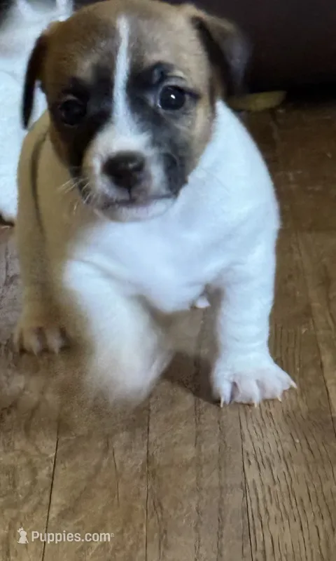 Holden – Jack Russell Terrier puppy for sale in Concord, NC