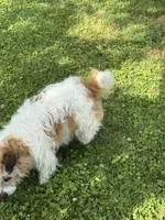 Tori, a female Jack Russell Terrier for sale in Concord, NC – 3 of 5