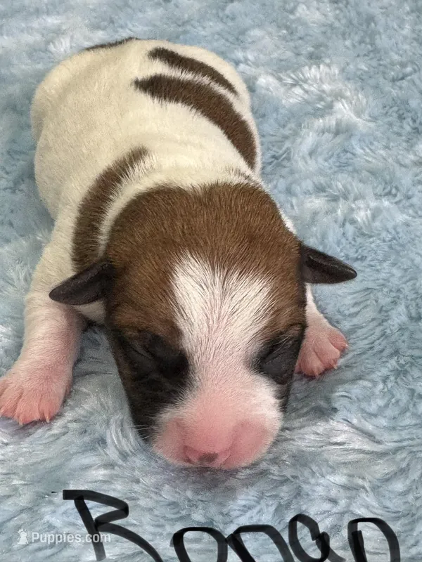 Ronan – Jack Russell Terrier puppy on hold in Concord, NC