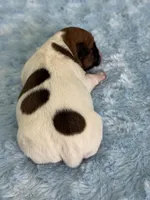 Ronan, a male Jack Russell Terrier for sale in Concord, NC – Photo 2 of 2