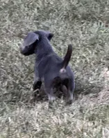 Nash, a male Jack Russell Terrier for sale in Concord, NC – 4 of 8