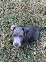 Nash, a male Jack Russell Terrier for sale in Concord, NC – 6 of 8