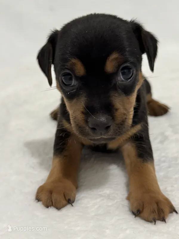Neva – Jack Russell Terrier puppy for sale in Concord, NC