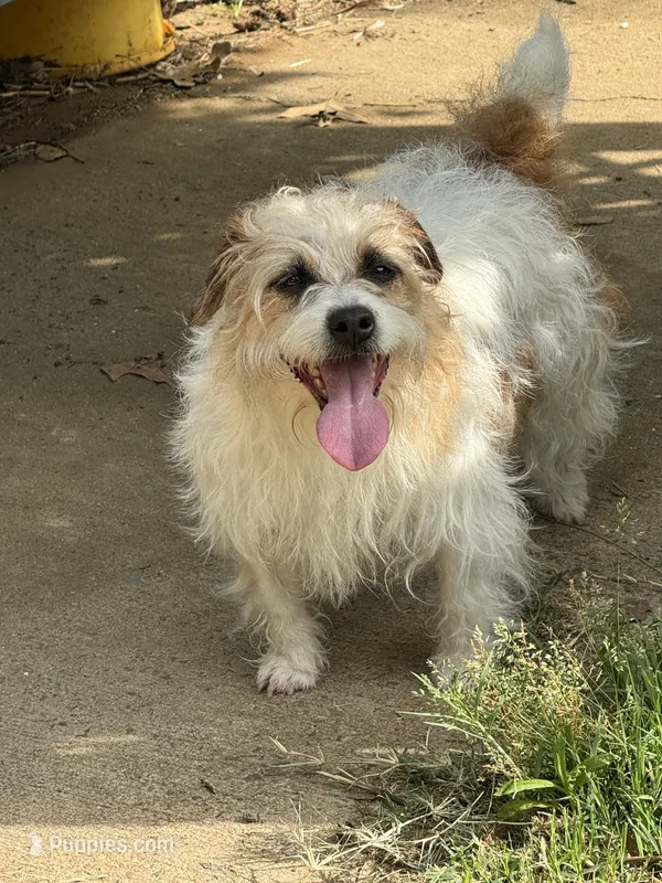 Tori – Jack Russell Terrier puppy for sale in Concord, NC