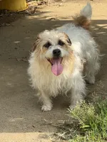 Tori, a female Jack Russell Terrier for sale in Concord, NC – 4 of 5