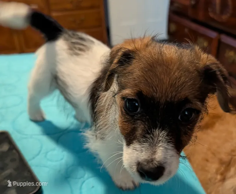 Baxter – Jack Russell Terrier puppy for sale in Concord, NC