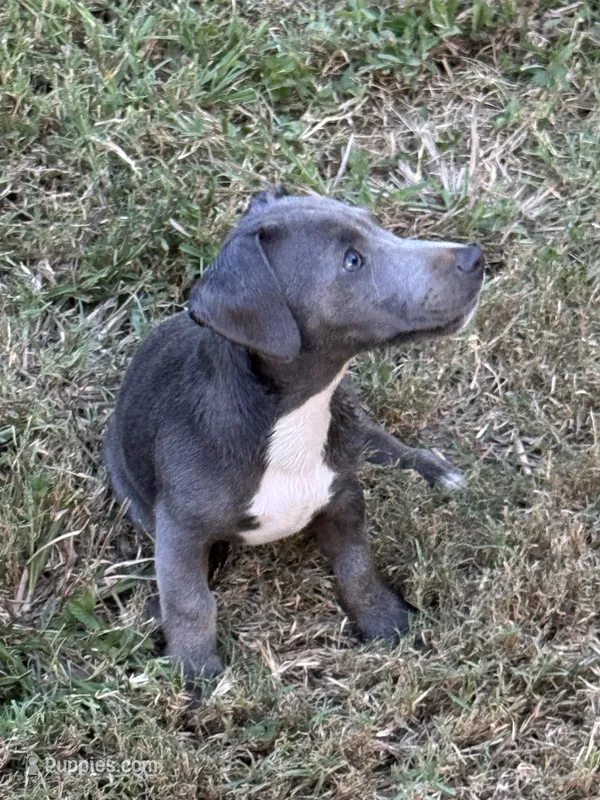 Nash – Jack Russell Terrier puppy for sale in Concord, NC