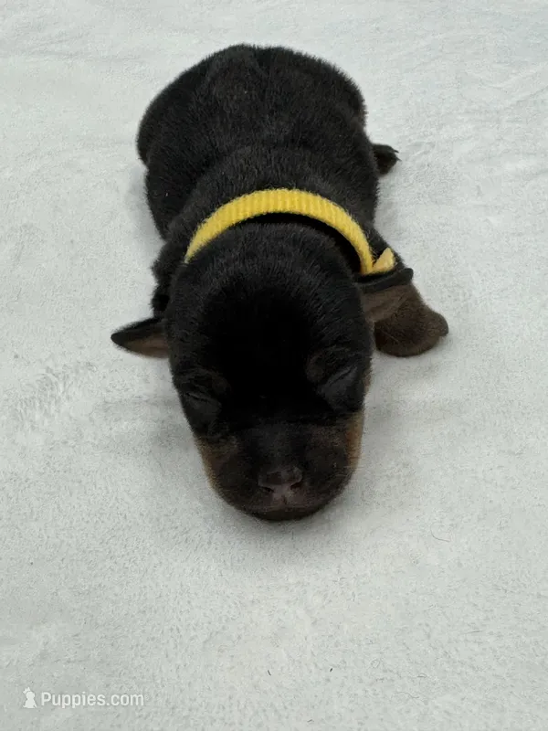 Nessa – Jack Russell Terrier puppy for sale in Concord, NC