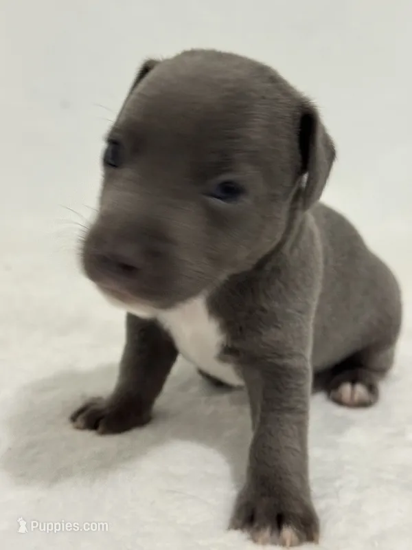 Nash – Jack Russell Terrier puppy for sale in Concord, NC