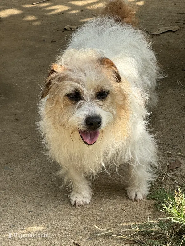 Tori – Jack Russell Terrier puppy for sale in Concord, NC