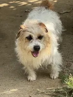 Tori, a female Jack Russell Terrier for sale in Concord, NC – 1 of 5